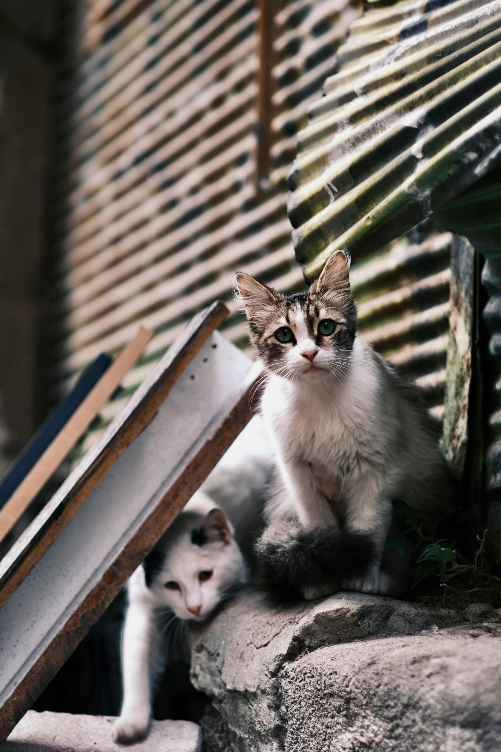 Indian Stray animals