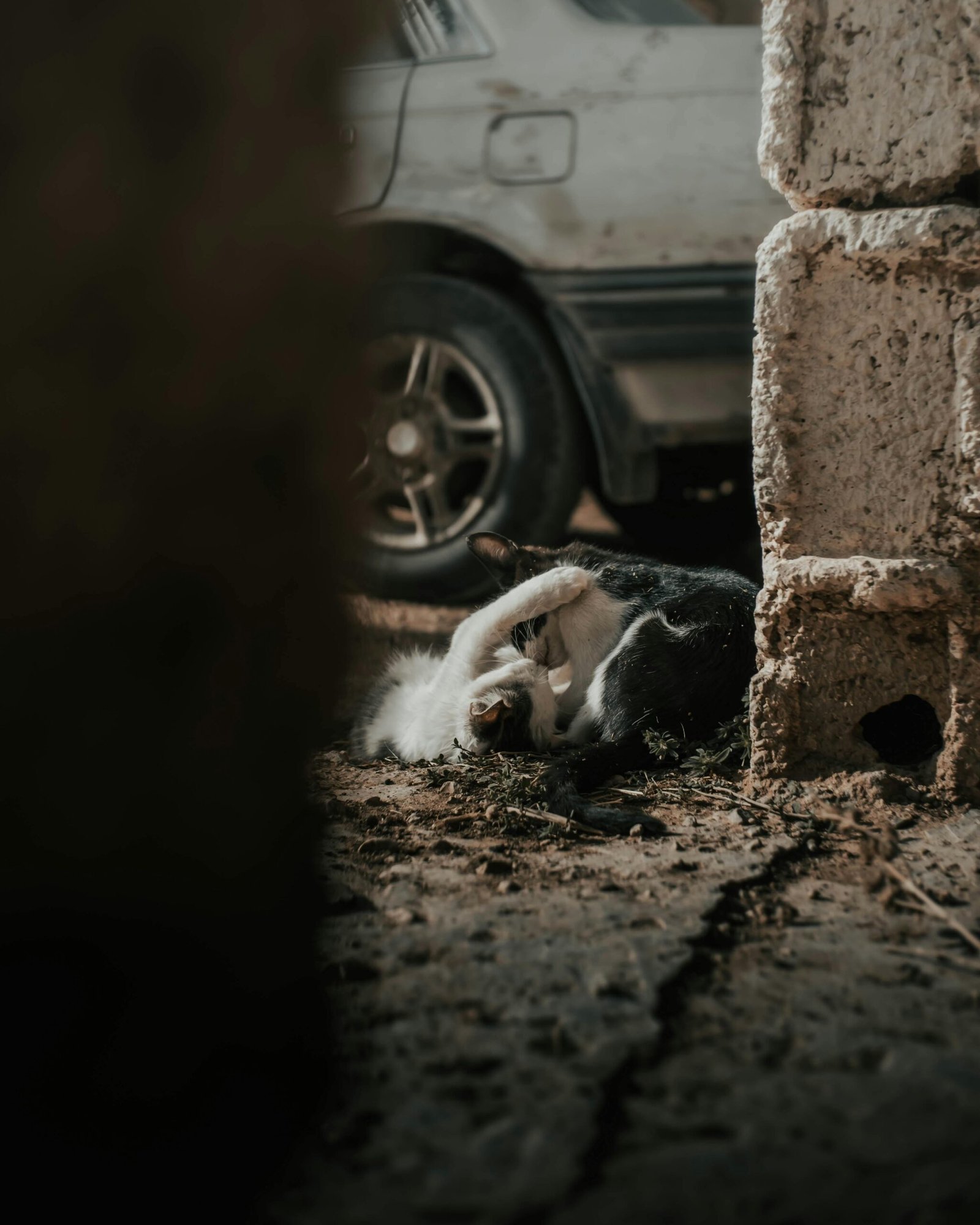 Indian Stray animals