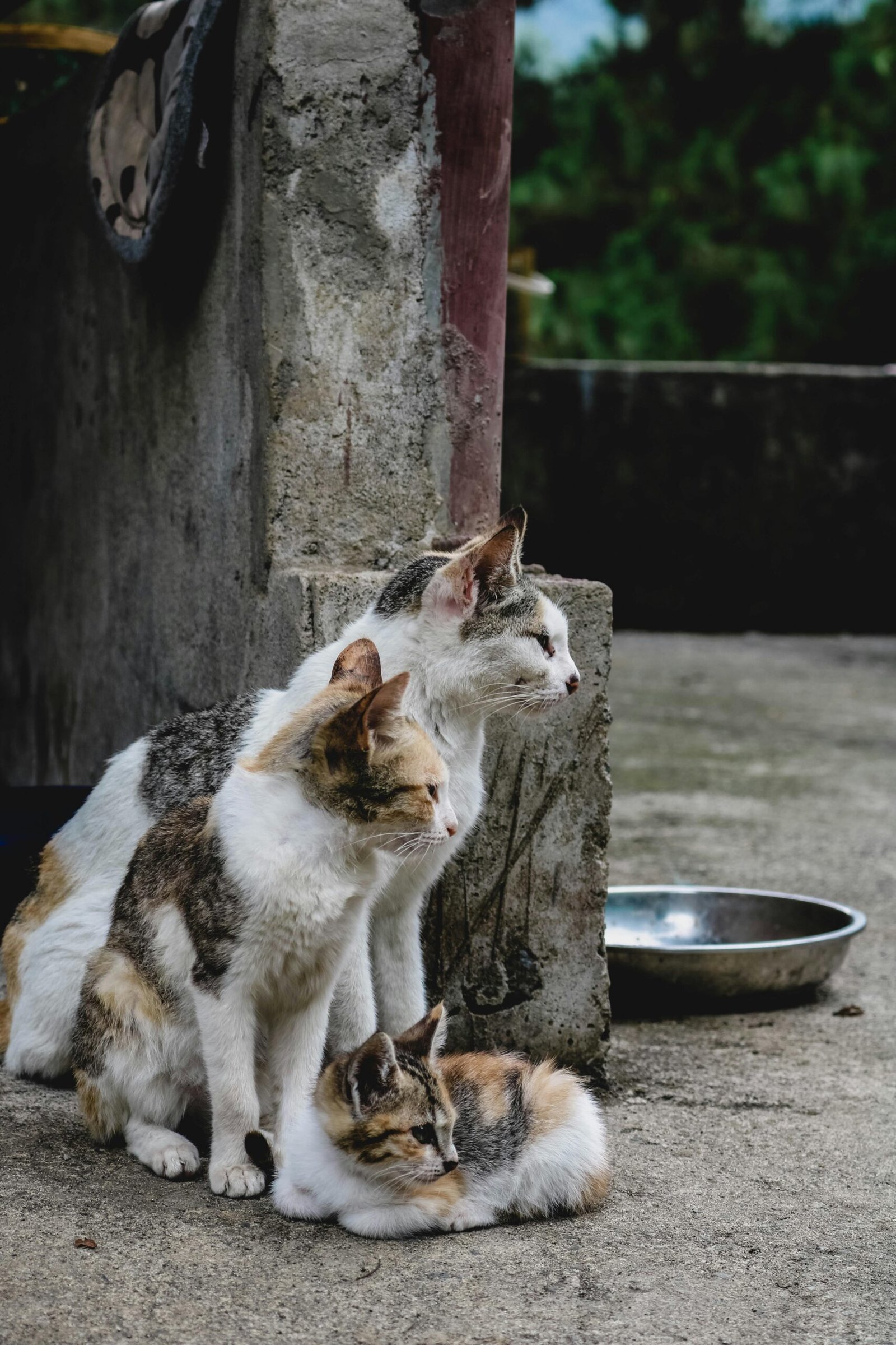 Indian Stray animals