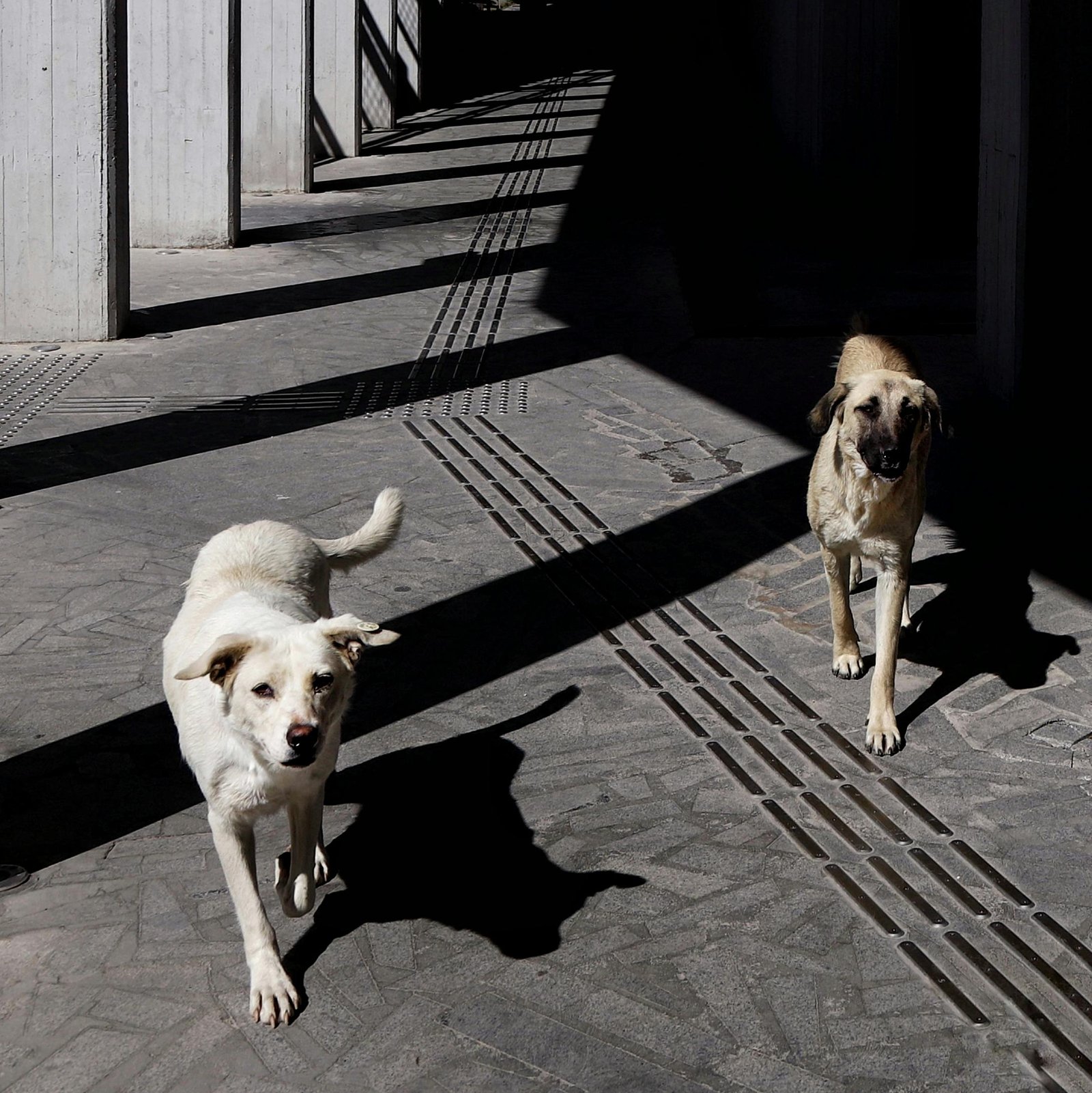 Indian Stray animals