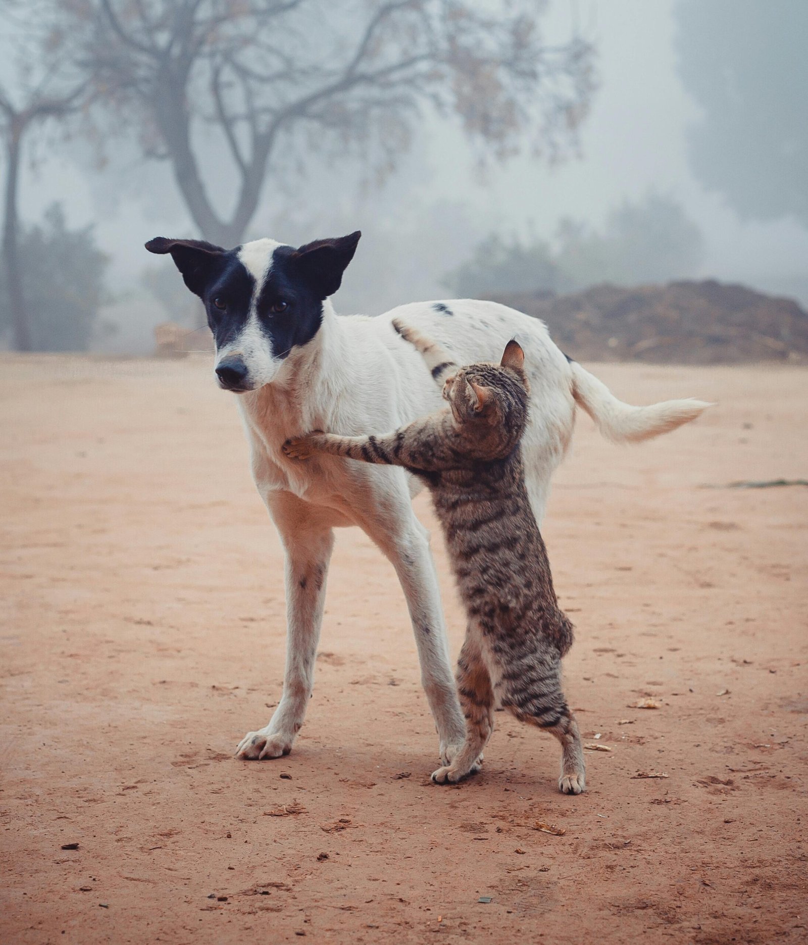Indian Stray animals